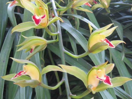 
Mỗi nụ hoa địa lan có tới 3 màu sắc hoa khác nhau.
