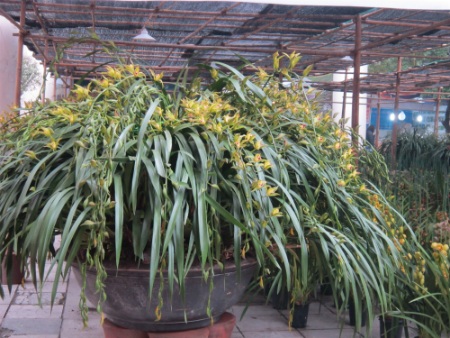 
Để vận chuyển chậu địa lan từ Sapa xuống Hà Nội chủ nhân phải dùng xe tải 1 tấn chở.
