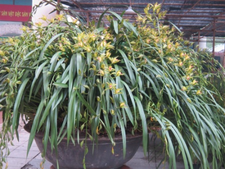 Người chơi có thể thưởng thức chậu địa lan này trong vòng 3 tháng.