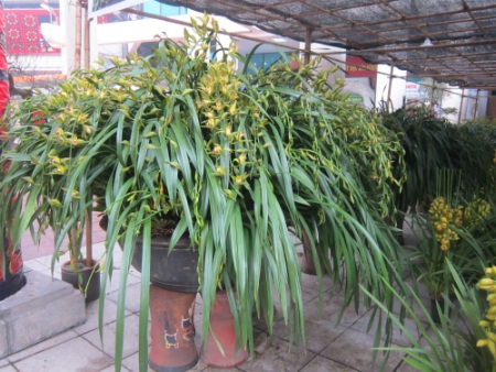 
Chậu địa lan có tới 119 cành hoa, chiều dài mỗi cành từ 80-150 cm.Trung bình mỗi cành địa lan có từ 15-18 nụ.
