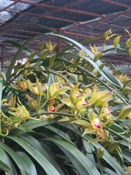 
Một số cành hoa lan đã nở.
