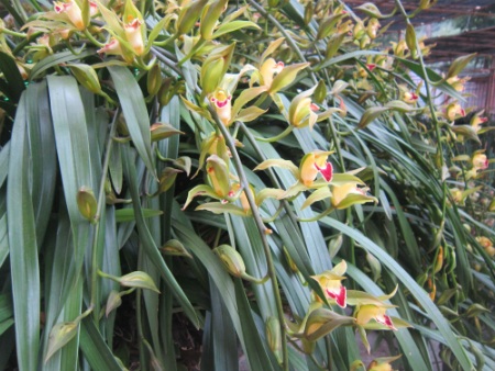 
Được biết chậu địa lan này đã được ghép từ 7 cây địa lan nhỏ cách đây 4 năm.
