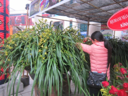 
Chủ nhân chậu địa lan cho biết, dù tiến hành ghép 7 chậu địa lan nhưng sau 4 năm chăm sóc chỉ có 2 chậu có hình dáng đẹp và hoa nở đều.
