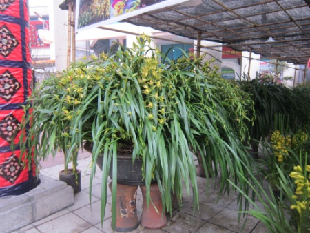 
Chậu địa lan này được định giá bán 135 triệu đồng.
