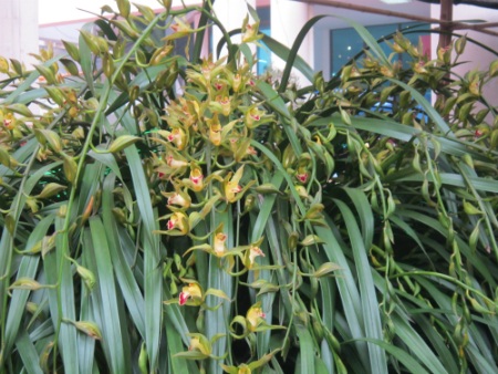 
Giá của chậu địa lan phụ thuộc vào số lượng cành hoa.
