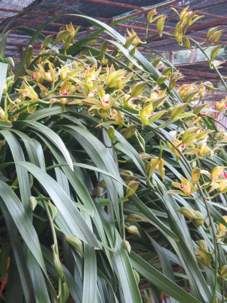 
Chậu địa lan đẹp là chậu có những cành hoa lan dài,...
