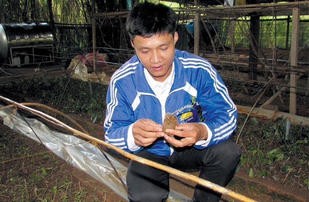 Làm giàu từ sâm ba kích - 1 Làm giàu từ sâm ba kích - 1