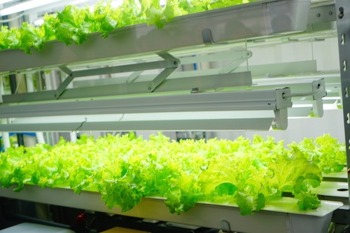 
Mỗi giai đoạn được chăm sóc kỹ lưỡng và sau 1-1,5 tháng là có thể thu hoạch. Cây xà lách giòn, ngọt, hàm lượng kali chỉ bằng 1/5 xà lách thông thường, rất phù hợp với người bị bệnh thận và người ăn kiêng – hai đối tượng cần chú ý đến hàm lượng kali đưa vào cơ thể. Đặc biệt, vì không sử dụng chất hóa học nông nghiệp nên rau xà lách có thể ăn ngay mà không cần rửa.
