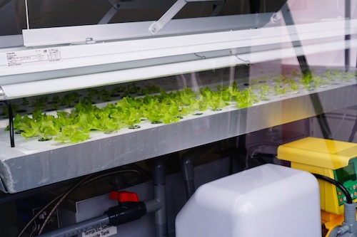 
Trung tâm hiện đang áp dụng hai mô hình sản xuất “Nhà kính - Green house” và “Nhà máy rau - Vegetable factory” trên 2 loại rau có giá trị gia tăng cao là cà chua ngọt cỡ vừa và xà lách ít kali.

Rau xà lách được trồng trong Nhà kính với 3 giai đoạn.
