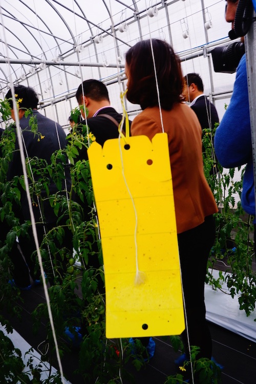 
Tấm hút côn trùng được đặt trong Nhà sạch để giúp bảo vệ cây cà chua tránh bị sâu bệnh.
