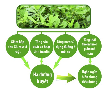 Cẩn thận khi mua dây thìa canh trị tiểu đường - 1
Tác dụng của hoạt chất GS4 với bệnh tiểu đường