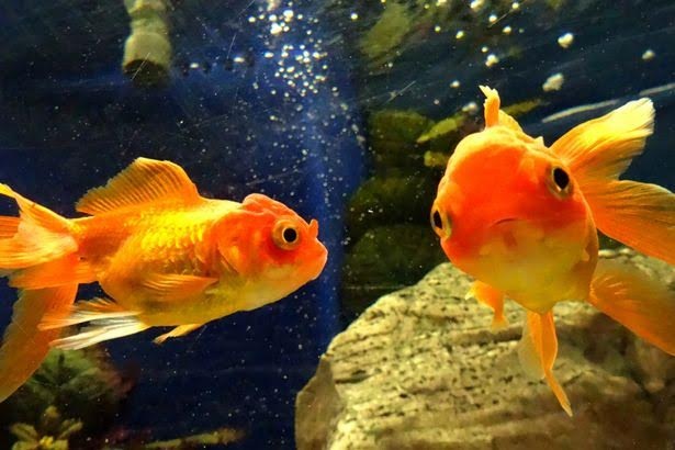 
Ai muốn cá vàng phải nuôi ít nhất hai con.
