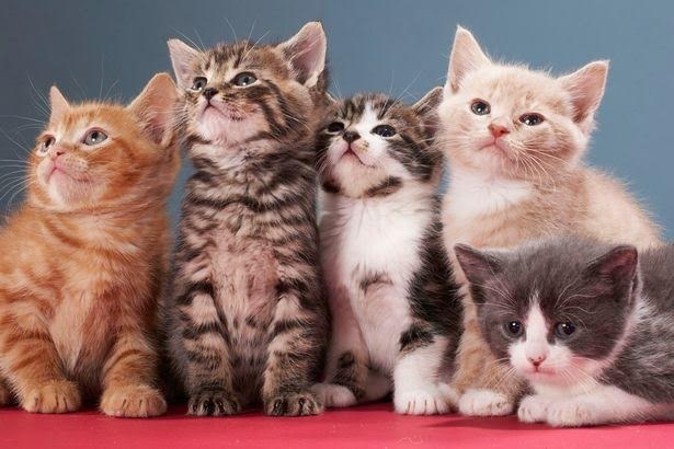 
Mèo cũng thích đi gặp bạn dù chúng có thể không thích chơi với nhau.
