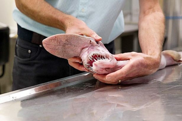 Quái thú khổng lồ xuất hiện gây bão trên mạng xã hội - 3
Cá mập quái thú xuất hiện tại Úc năm ngoái từng khiến nhiều người tò mò.
