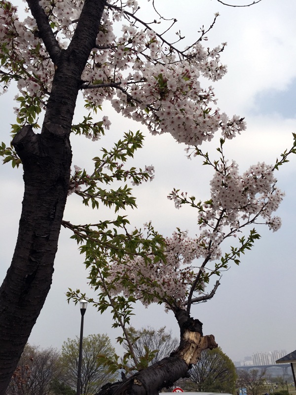 
Những chùm hoa anh đào đẹp tới nao lòng, níu giữ bước chân của du khách. Mọi người trải những tấm thảm dưới gốc cây, cùng ăn uống, trò chuyện rất vui vẻ
