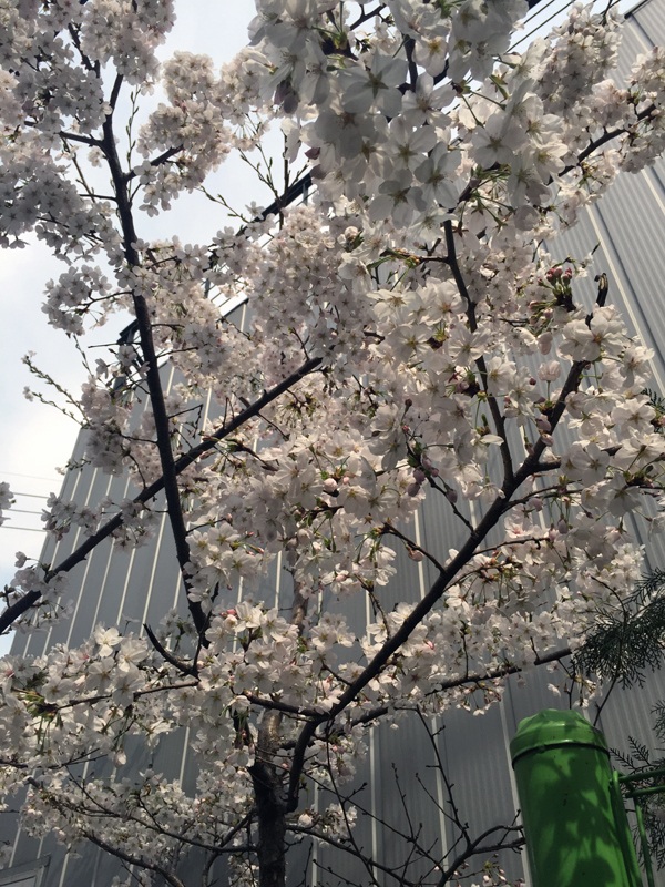 
Hoa anh đào không chỉ đẹp mà còn được sử dụng để chế biến một số món ăn như muối, làm kem, cuốn kèm cơm...
