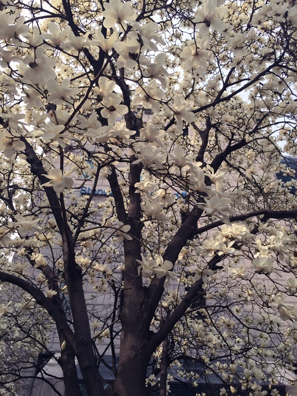 
Hoa mộc liên có rất nhiều màu và mỗi màu hoa mang một ý nghĩa khác nhau, ví như hoa mộc liên trắng thể hiện sự thuần khiết và hoàn hảo
