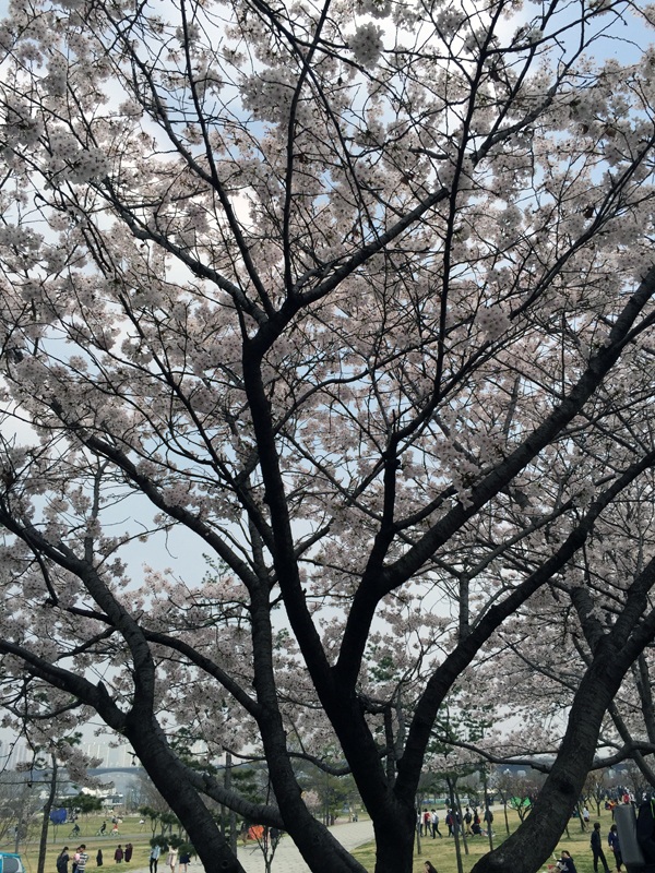 
Các công viên tràn ngập người bản địa và du khách đi dạo, thư giãn, nghỉ ngơi, tổ chức tiệc ngoài trời. Khung cảnh yên bình và rất thư thái bên bờ sông Hàn
