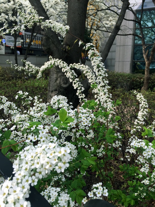 
Hoa trắng tinh khôi ở góc phố Myeongdong
