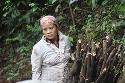 
Người dân rất sợ voi rừng khi vào rừng lấy củi
