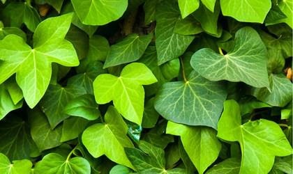 
Thường xuân (Hedera helix) – Thảo dược trị viêm đường hô hấp phổ biến ở châu Âu
