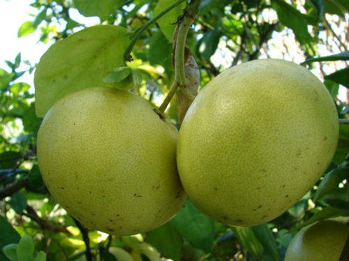 Những món ăn mang lại may mắn dịp Tết - 4 Những món ăn mang lại may mắn dịp Tết - 4