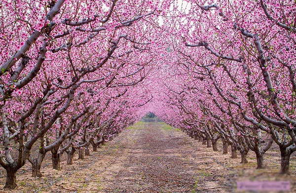 Lễ hội Hoa Anh Đào Hanami: Điểm đến của những ai yêu văn hóa dịp Tết - 4 “A flower is a cherry blossom, a person is a Samurai (Nếu là hoa, xin làm hoa anh đào. Nếu là người, xin làm một võ sĩ đạo).