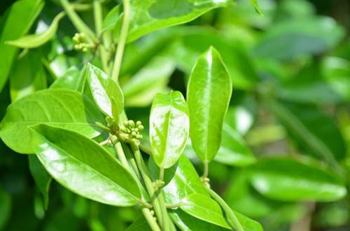 Cẩn thận khi mua dây thìa canh trị tiểu đường - 2 Dây thìa canh rất dễ bị nhầm lẫn