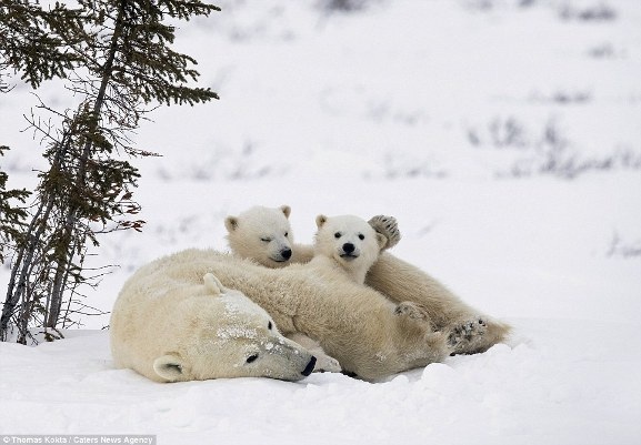 Những bức ảnh tuyệt đẹp về giây phút gia đình gấu bắc cực rời hang - 2