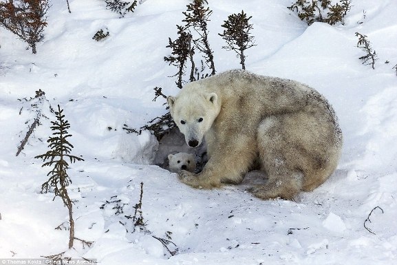 Những bức ảnh tuyệt đẹp về giây phút gia đình gấu bắc cực rời hang - 4
