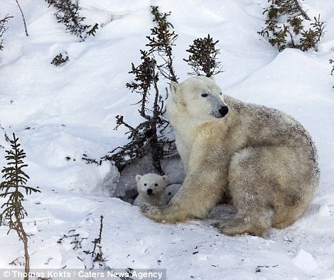 Những bức ảnh tuyệt đẹp về giây phút gia đình gấu bắc cực rời hang - 6