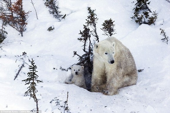 Những bức ảnh tuyệt đẹp về giây phút gia đình gấu bắc cực rời hang - 8