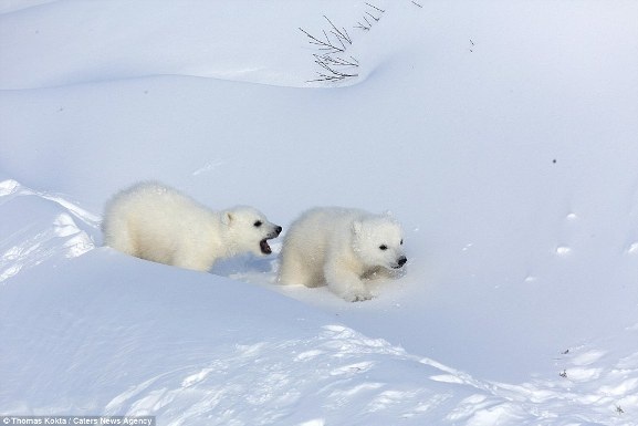 Những bức ảnh tuyệt đẹp về giây phút gia đình gấu bắc cực rời hang - 13