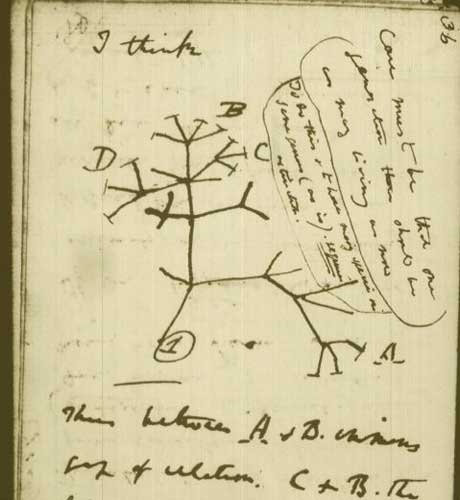 Hơn 1000 loài mới đã được thêm vào “cây sự sống” - 2 Bản phác thảo của Darwin về “cây sự sống” - Ảnh: theo Discovery