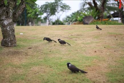 Phóng sinh 2.600 con chim trở về với thiên nhiên tại Vinhomes Riverside - 2 Sự kiện Lễ thả chim phóng sinh 2016 tại Vinhomes Riverside được tổ chức tại 5 tiểu khu: Bằng Lăng, Hoa Phượng, Hoa Lan, Hoa Sữa, Anh Đào, thu hút khoảng 800 cư dân và khách mời tham dự, trong đó có đông đảo các cư dân nhí. Với hàng ngàn con chim được phóng sinh, cư dân Vinhomes Riverside sẽ được lắng nghe tiếng chim hót mỗi ngày, tận hưởng cuộc sống thanh bình và những phút giây thư giãn tại chính ngôi nhà thân yêu của mình