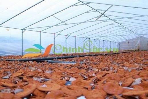 Công dụng nấm linh chi và những điều cần biết - 1 Công dụng nấm linh chi và những điều cần biết - 1