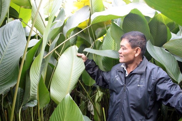 
Lá dong vườn nhà anh Khương. Ảnh: H.P
