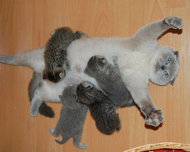 Làm mẹ là... - 2
Cuộc sống của tôi bây giờ như thế này.