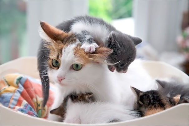 Làm mẹ là... - 4 Làm mẹ là... - 4