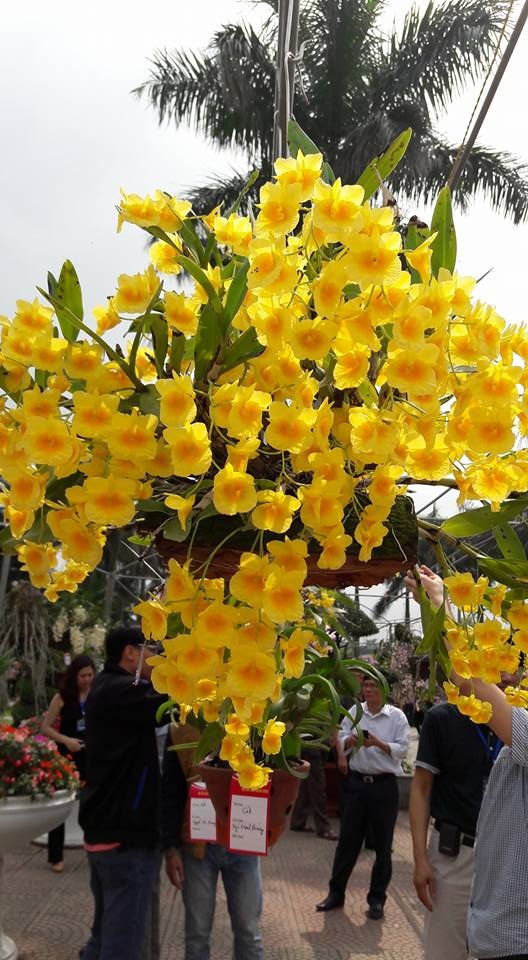 
Một giò kim điệp khủng đang khoe sắc
