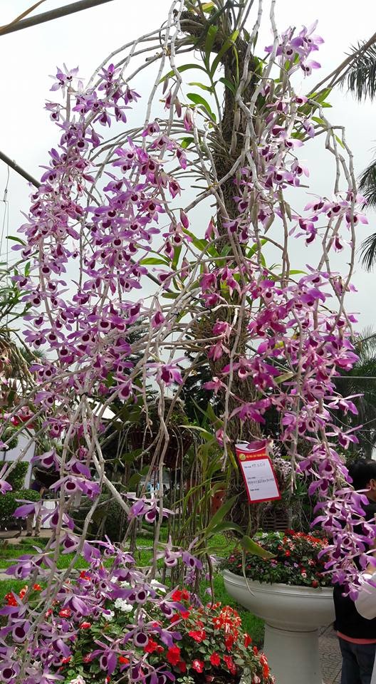 
Vẻ đẹp tím Huế đặc trưng của dòng lan hoàng thảo kèn. Đây là giò lan được nhiều người chơi lan ngưỡng mộ về độ khủng cũng như sự công phu trong chăm sóc của chủ nhân. Hiện tại, hoàng thảo kèn là một trong những dòng lan khá đắt tiền nên không phải ai cũng có điều kiện để chơi
