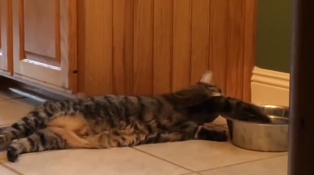 Chết cười với clip "Mèo lười uống nước" - 2