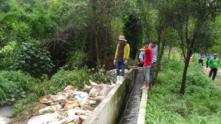 Phát hiện Công ty Đài Loan vứt hàng trăm xác heo ra sông Sài Gòn - 1
Hàng trăm xác heo chết được công ty Việt Phước vứt ra môi trường.