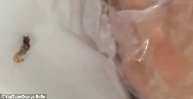 Kinh hoàng cảnh lôi 1 con sâu lớn từ nốt mụn ở lưng - 3 Kinh hoàng cảnh lôi 1 con sâu lớn từ nốt mụn ở lưng - 3