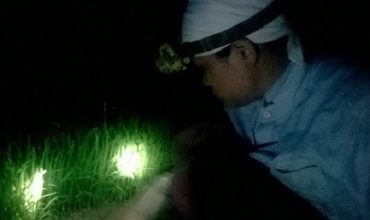 Nông dân Hà Nội nửa đêm rủ nhau xuống đồng nhổ mạ - 1 Nông dân Hà Nội nửa đêm rủ nhau xuống đồng nhổ mạ - 1