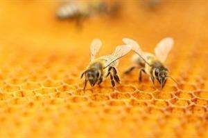 Loài ong mật bị đe dọa bởi vi rút gây biến dạng cánh - 1 Loài ong mật bị đe dọa bởi vi rút gây biến dạng cánh - 1