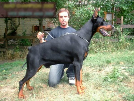 Cách phòng tránh và thoát thân khi bị chó dữ tấn công - 2 Giống chó Rottweiler và Dobermann được xếp vào loại chó nguy hiểm (Ảnh: Internet)