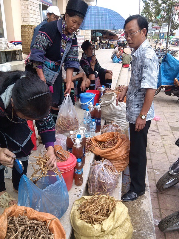 'Chiến binh' đổ gục vì thần dược ba kích - 1 Một khu chợ bán ba kích ở Tây Bắc