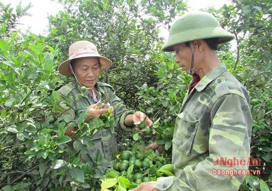 Trồng chanh gai trên đất đá ong, kiếm hàng trăm triệu đồng - 1 Hai vợ chồng anh Việt thu hoạch chanh.