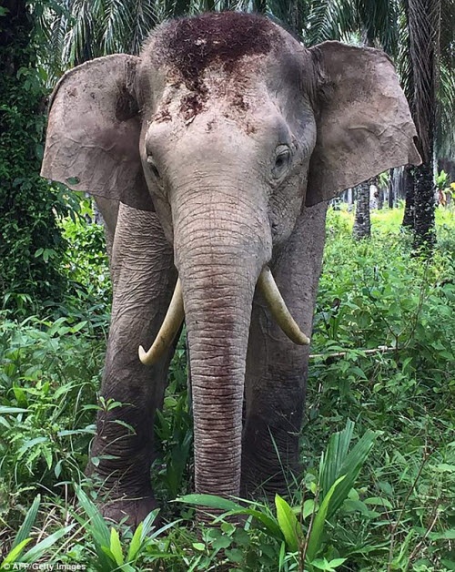 Chú voi có cặp ngà không giống ai - 1
Chú voi có cặp ngà mọc ngược trên đảo Borneo thuộc bang Sabah, Malaysia.